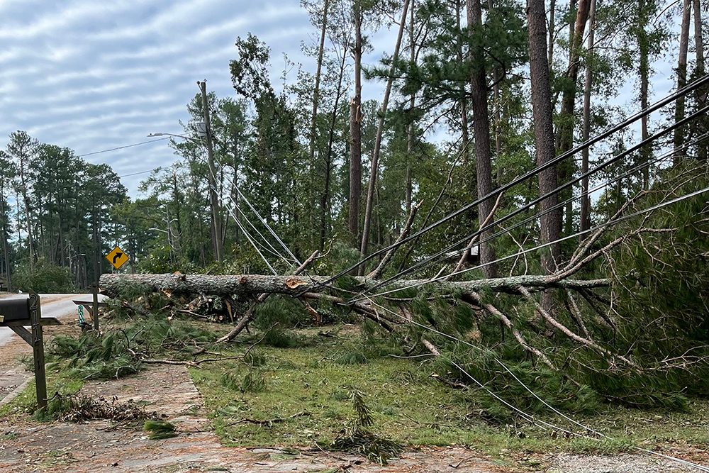 fallen tree in Augusta