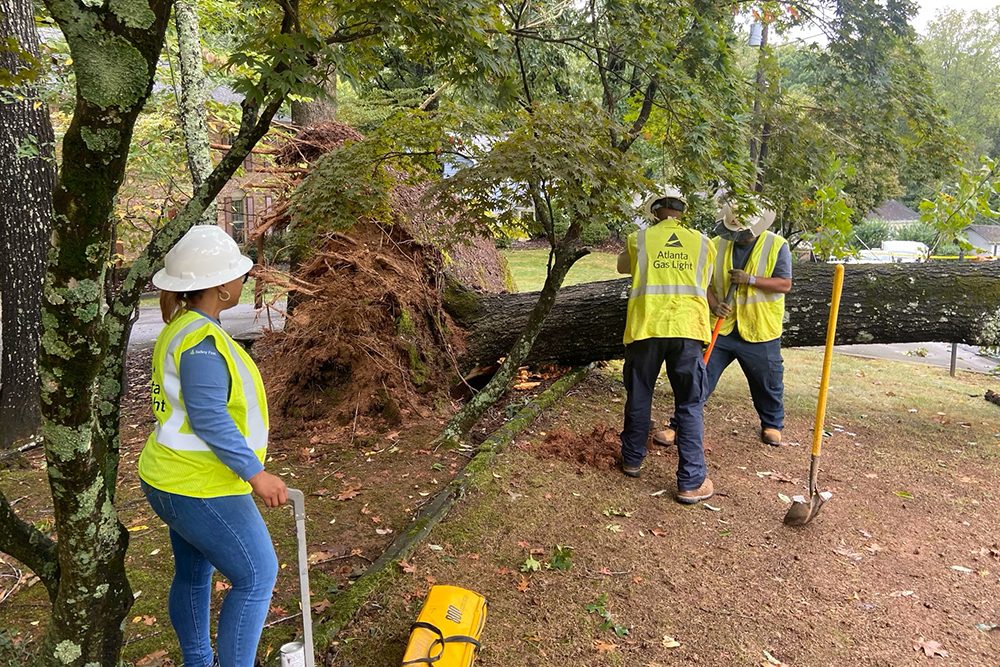 fallen tree in Augusta