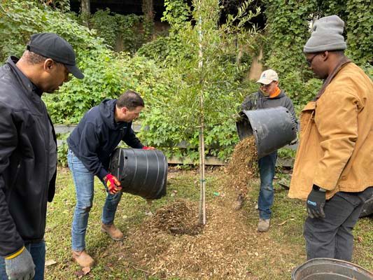 The Atlanta Gas Light team backfills the soil and waters and mulches the tree. For best results, the tree should be watered frequently until it’s established.